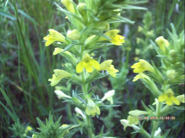 Bartsia trixago  e Parentucellia viscosa